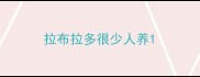 拉布拉多很少人养