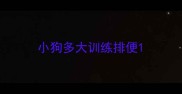 小狗多大训练排便