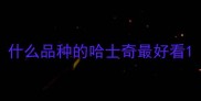 什么品种的哈士奇最好看