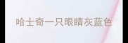 哈士奇一只眼睛灰蓝色