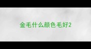金毛什么颜色毛好