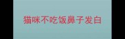 猫咪不吃饭鼻子发白