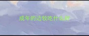 成年的边牧吃什么好