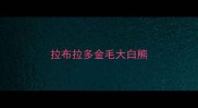 拉布拉多金毛大白熊