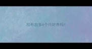 拉布拉多6个月好养吗