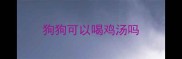 狗狗可以喝鸡汤吗