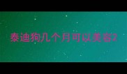 泰迪狗几个月可以美容