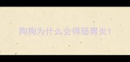 狗狗为什么会得肠胃炎