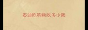 泰迪吃狗粮吃多少颗