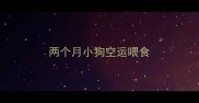 两个月小狗空运喂食