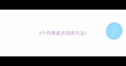 3个月博美犬饲养方法