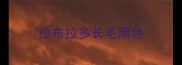 拉布拉多长毛黑色