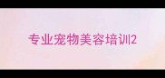 专业宠物美容培训
