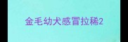 金毛幼犬感冒拉稀
