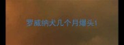 罗威纳犬几个月爆头