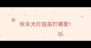 牧羊犬打疫苗打哪里