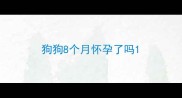 狗狗8个月怀孕了吗