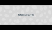 狗狗刚长牙几个月