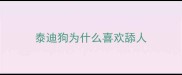 泰迪狗为什么喜欢舔人