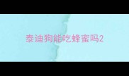 泰迪狗能吃蜂蜜吗