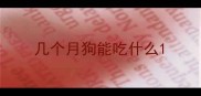 几个月狗能吃什么