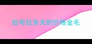拉布拉多犬的价格金毛