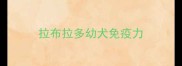 拉布拉多幼犬免疫力