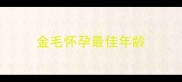 金毛怀孕最佳年龄