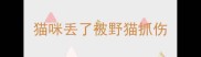 猫咪丢了被野猫抓伤