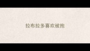 拉布拉多喜欢被抱