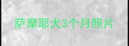 萨摩耶犬3个月照片