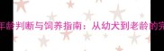 拉布拉多犬年龄判断与饲养指南从幼犬到老龄的完整养护要点