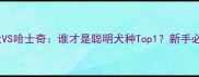 对比博美犬VS哈士奇谁才是聪明犬种Top1新手必看养狗指南