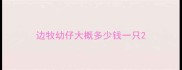 边牧幼仔大概多少钱一只
