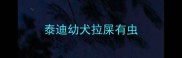 泰迪幼犬拉屎有虫