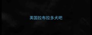 英国拉布拉多犬吧