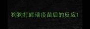 狗狗打辉瑞疫苗后的反应