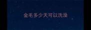 金毛多少天可以洗澡