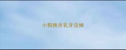 小狗换牙乳牙没掉