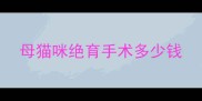 母猫咪绝育手术多少钱