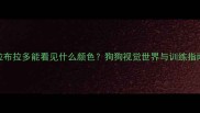拉布拉多能看见什么颜色狗狗视觉世界与训练指南