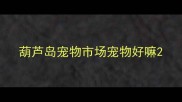 葫芦岛宠物市场宠物好嘛