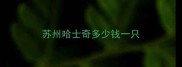 苏州哈士奇多少钱一只