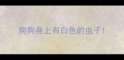 狗狗身上有白色的虫子
