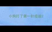 小狗打了第一针疫苗