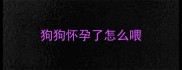 狗狗怀孕了怎么喂