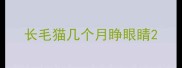 长毛猫几个月睁眼睛