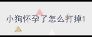 小狗怀孕了怎么打掉