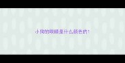 小狗的眼睛是什么颜色的
