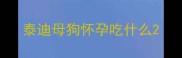 泰迪母狗怀孕吃什么